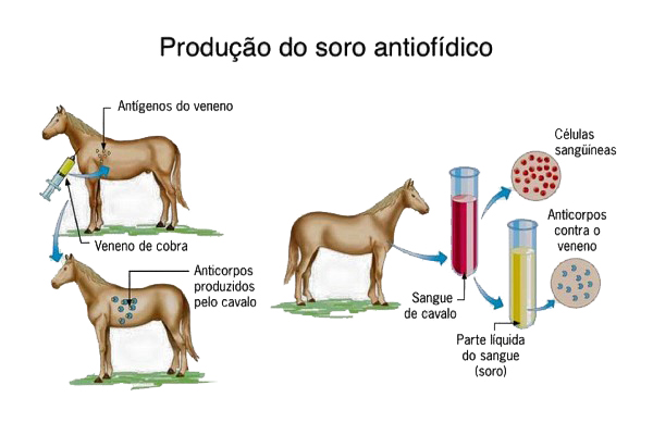 Como é feita a produção dos soros por meio dos cavalos